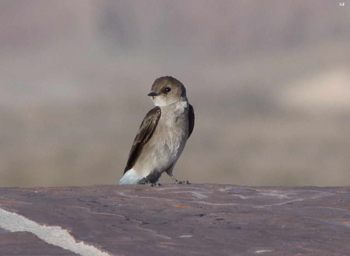 northern rough-winged swallow