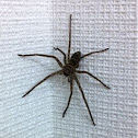 Ashidaka-gumo (Ashidaka Spider)
