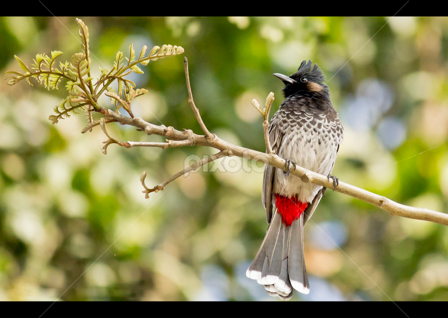 The Red-vented Bulbul (Pycnonotus cafer) by Abhigyan Sarmah - Animals Birds ( red-vented, beautiful, nature, unique, birds, unseen )