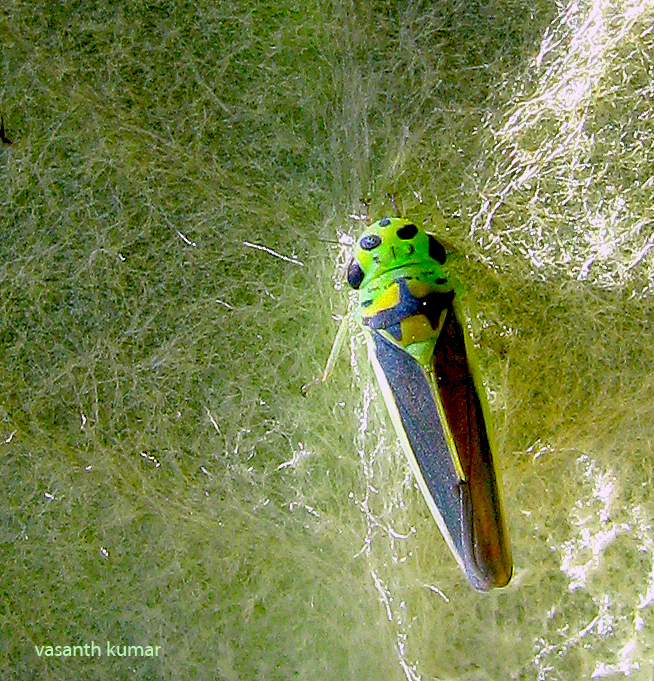 leaf hopper