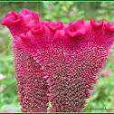 Cockscomb Flower