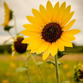 by Adrian Rusu - Flowers Flowers in the Wild