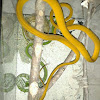 vine snake (hypo)