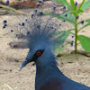 Victoria Crowned Pigeon