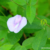 Wild pea flower