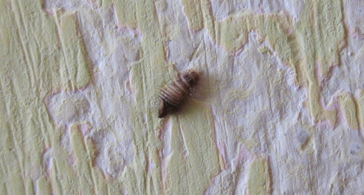 varied carpet beetle larvae
