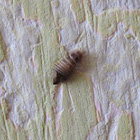 varied carpet beetle larvae