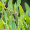 Southern Darter Dragonfly