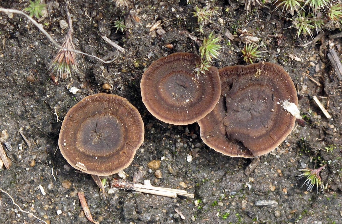 Brown Rock Fungus