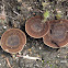 Brown Rock Fungus