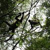 Geoffroy's Spider Monkey