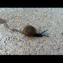 Common Garden Snail