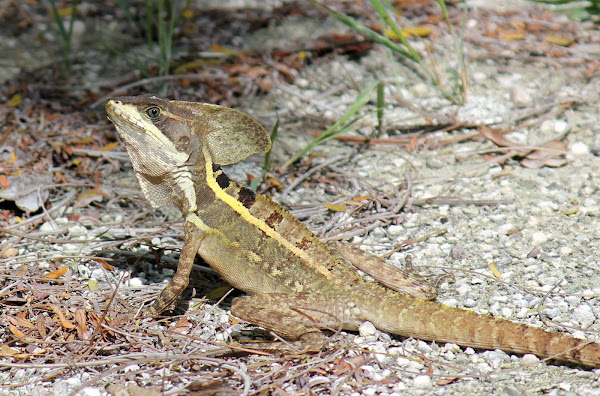 Striped Basilisk | Project Noah