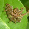 Caterpillar of Commander