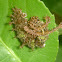 Caterpillar of Commander