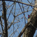 Yellow-bellied Sapsucker