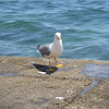 Yellow-legged Gull