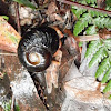 Gippsland Black Snail