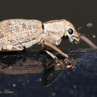 Muscular Weevil