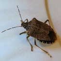 Spined Soldier Bug