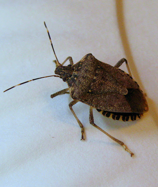 Spined Soldier Bug | Project Noah