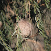 Cape Weaver Nest