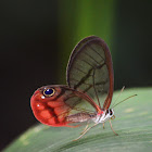 Rusted Clearwing-Satyr  Mariposa de alas transparentes