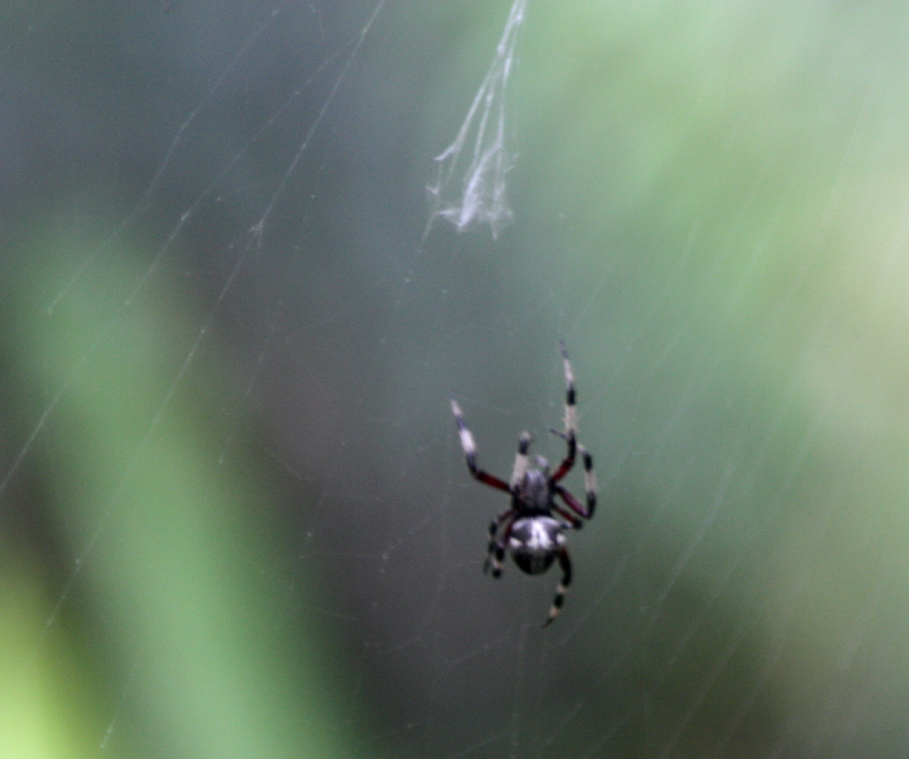 Spotted Orb Weaver