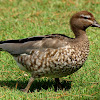 Australian Wood Duck ( Female )