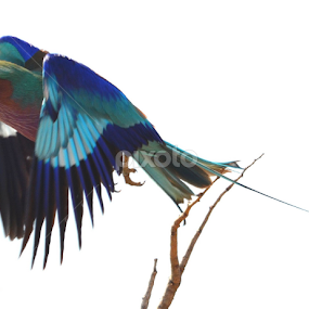 On a roll by Adrian Boom - Animals Birds