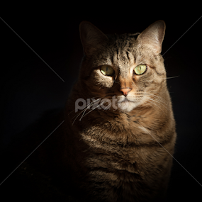 Feline in Sunshine by Abeselom Zerit - Animals - Cats Portraits