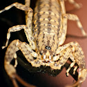 Lesser Brown Scorpion