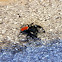 Red-rumped jumping spider