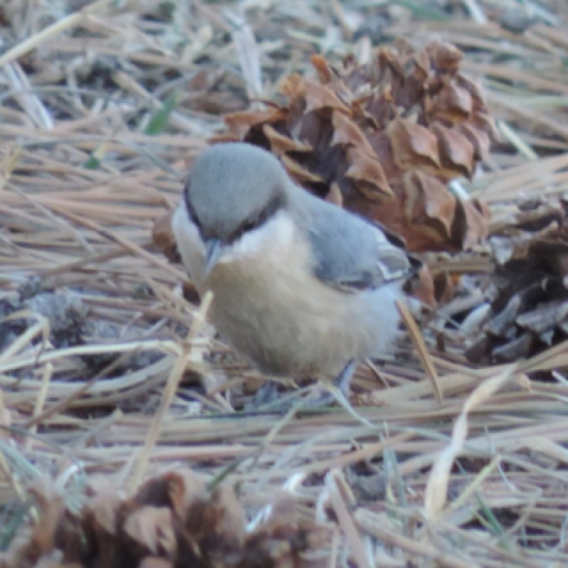 Pygmy Nuthatch