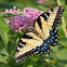 Eastern Tiger Swallowtail butterfly (female)