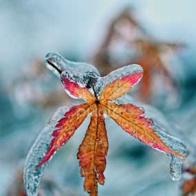 Strong Like A Leaf by Ray Hepworth - Nature Up Close Leaves & Grasses