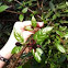 Sweetshrub (wild)