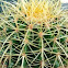 Golden Barrel Cactus 