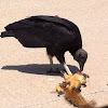 Black Vulture