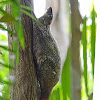 Sunda Flying Lemur