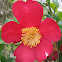 Red Camellias