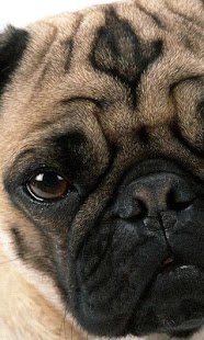 How to install Pugs Dog Wallpapers 1.0 apk for laptop