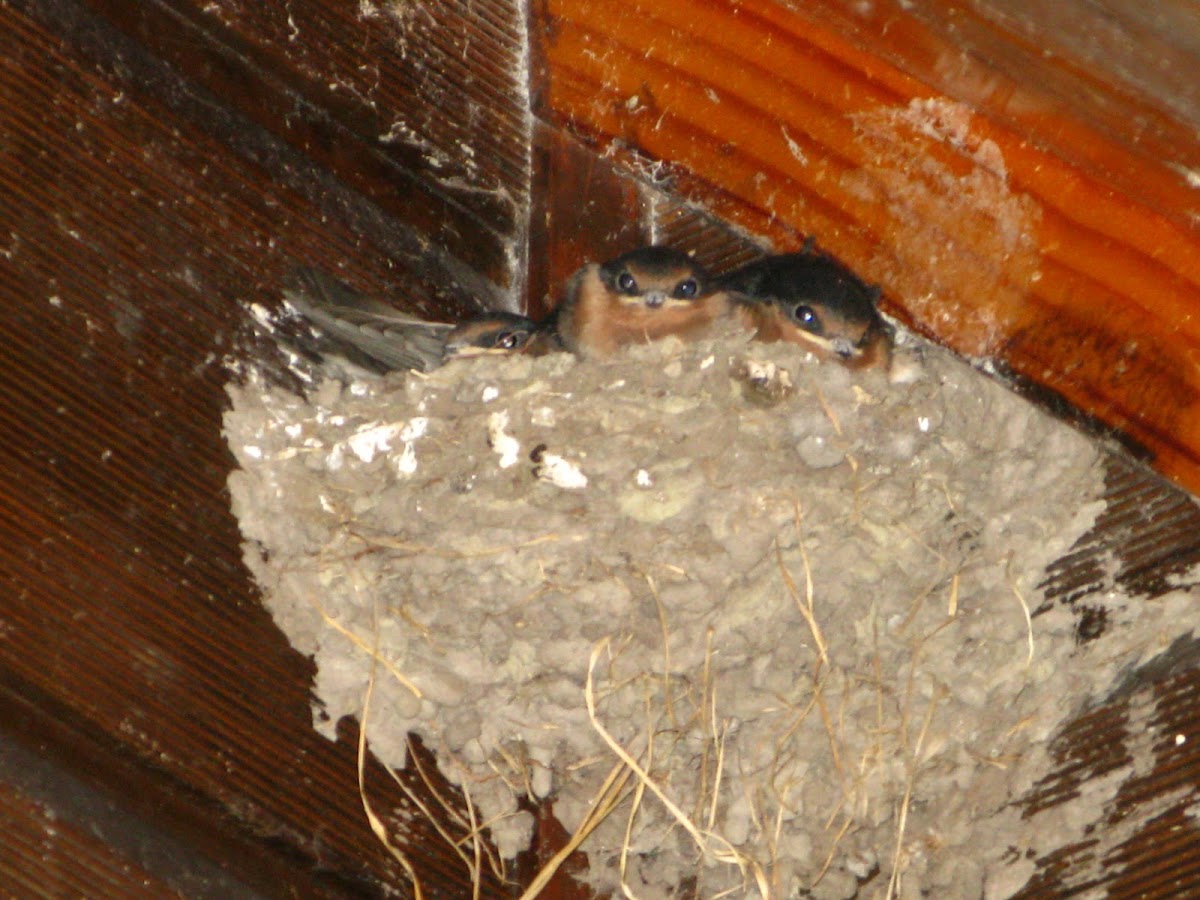 Welcome swallow