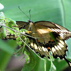 Eastern Giant swallowtail
