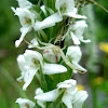 White Bog Orchid