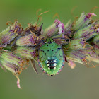 Southern Green Shieldbug