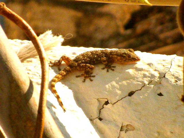 Moorish Gecko.