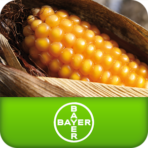 Καλαμπόκι Bayer CropScience 1.3