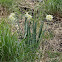 Paperwhite Daffodil (Νάρκισσος ο Ταζέττιος)
