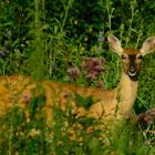 White-tailed deer- doe